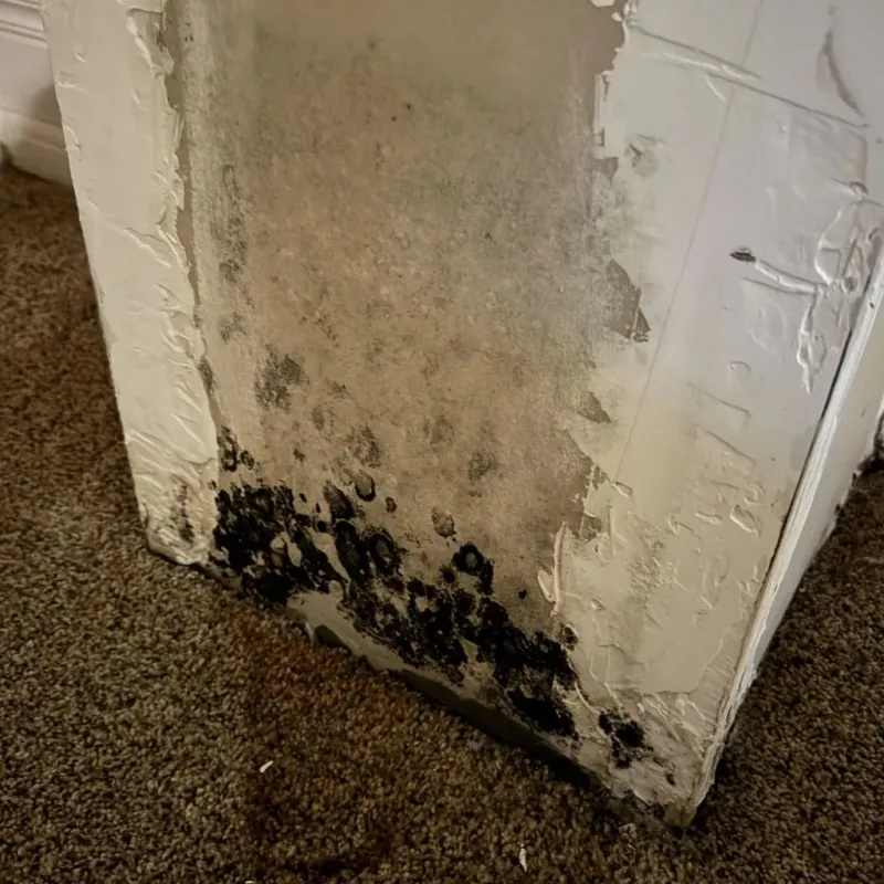 Professional Mold Removal in Bronson, FL